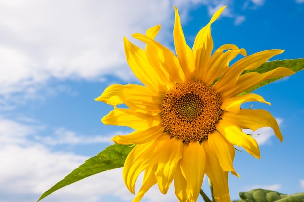 Schöne gelbe Sonnenblume gegen den Himmel. Geringe Schärfentiefe.