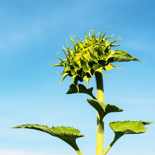 Foto schöne gelbe sonnenblume im feld gegen den blauen himmel mit weißen wolken