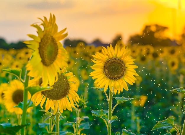 Schöne gelbe Sonnenblume im Sommerregen, sonniger Tag.