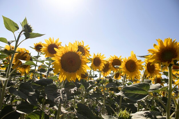 Schöne gelbe Sonnenblumen auf einer landwirtschaftlichen Feldsommerzeit