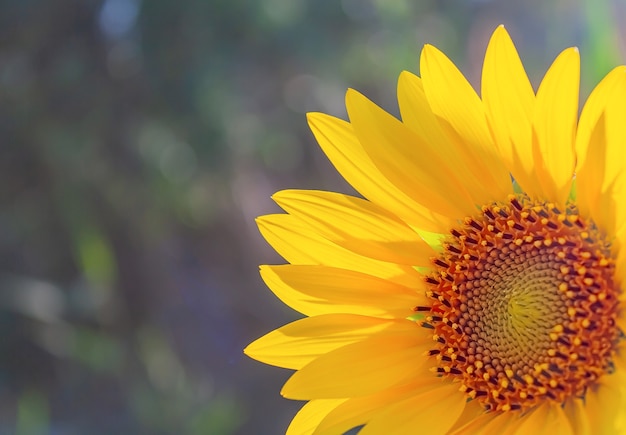 Schöne gelbe Sonnenblumenblume hautnah