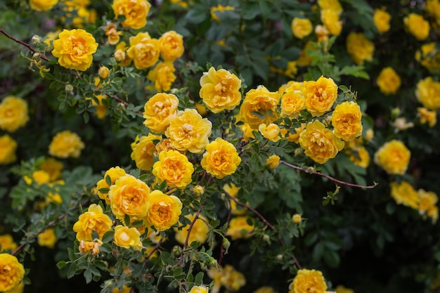 Schöne gelbe Teerosenblüten auf Ästen im Garten