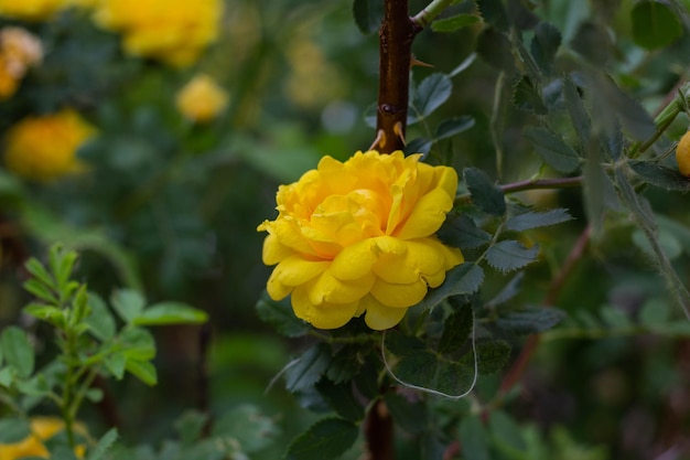 Schöne gelbe Teerosenblüten auf Ästen im Garten