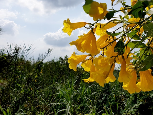 Schöne gelbe Trompetenblume im Garten