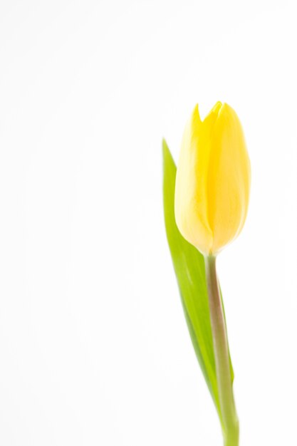 Schöne gelbe Tulpe auf einem weißen Hintergrund