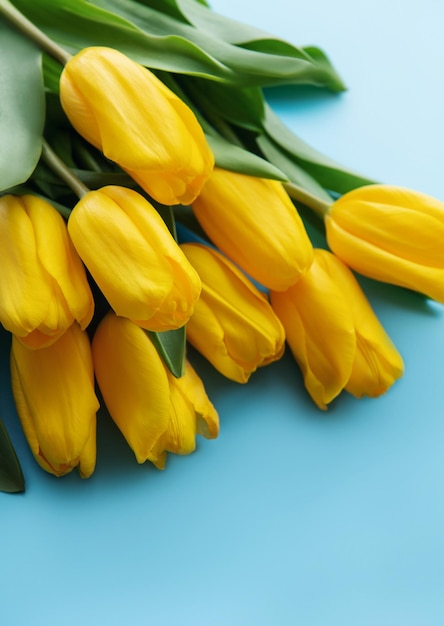 Schöne gelbe Tulpen auf blauem Hintergrund