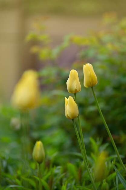 Schöne gelbe Tulpen Gelbes Tulpenfeld Gelbe Tulpe auf grünem Hintergrund