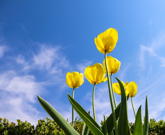 Schöne gelbe Tulpen im Frühjahr gegen blauen Himmel mit Wolkenblumenhintergrund