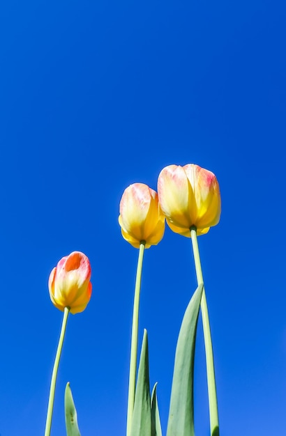 Schöne gelbe Tulpen im Frühjahr gegen blauen Himmel