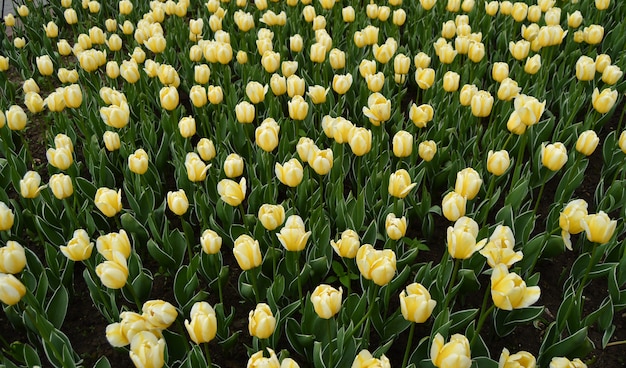 schöne gelbe Tulpen im Frühjahr und Sommer