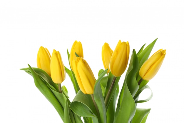 Schöne gelbe Tulpen lokalisiert auf Weiß