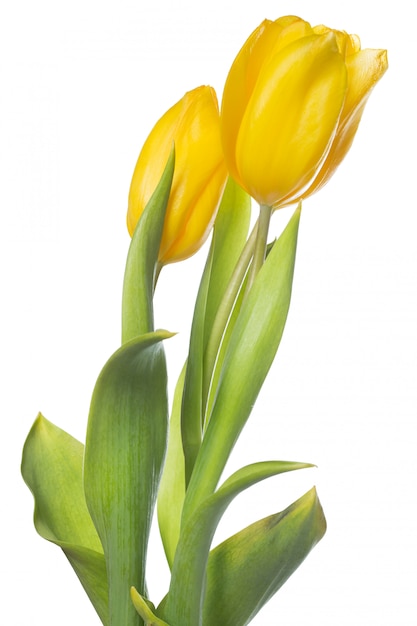 Schöne gelbe tulpen