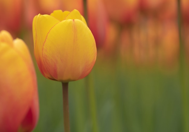 Schöne gelbe Tulpen