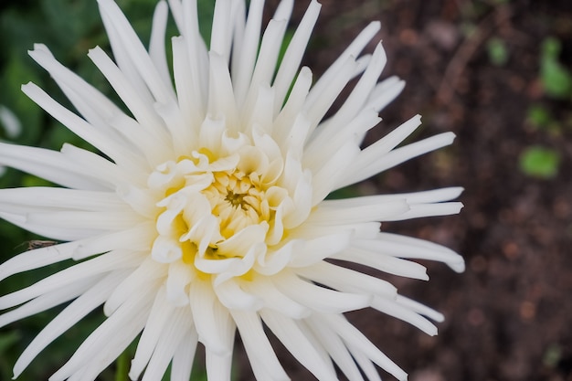 Schöne gelbe und weiße Blume von Chrysanthemum Morifolium in Feldplantage.