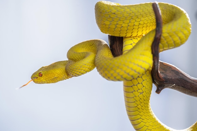 Schöne gelbe Viper-Schlange in Nahaufnahme