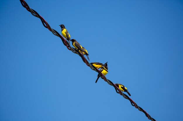 Schöne gelbe Vögel am Hochspannungsdrahtmast