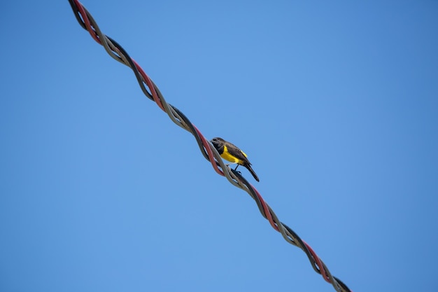 Schöne gelbe Vögel am Hochspannungsdrahtmast