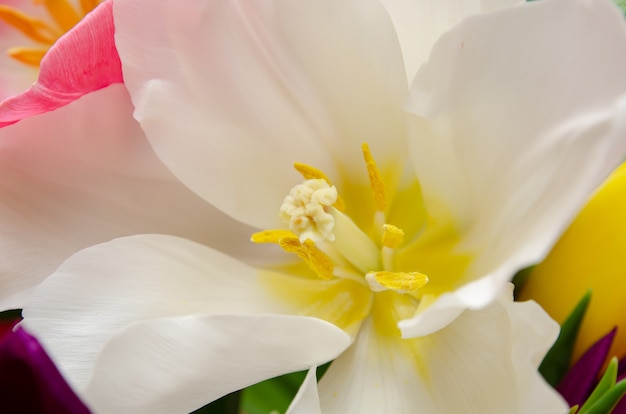 schöne gelbe weiße lila und rosa tulpen