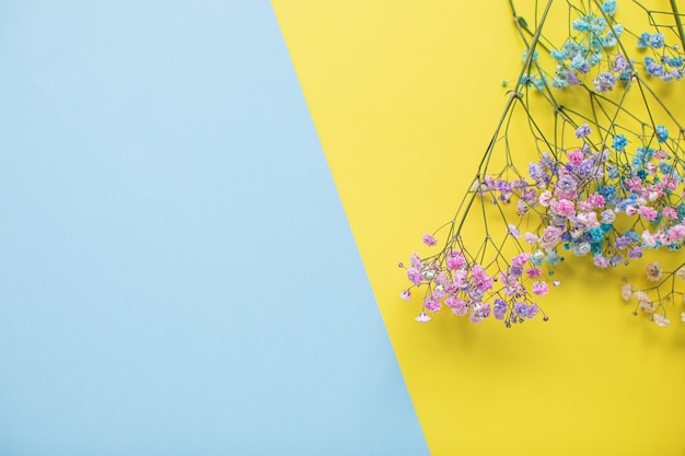 Foto schöne gemalte gypsophila auf mehrfarbigem papierhintergrund mit kopienraum. frühling, sommer, blumen, farbkonzept, frauentag.