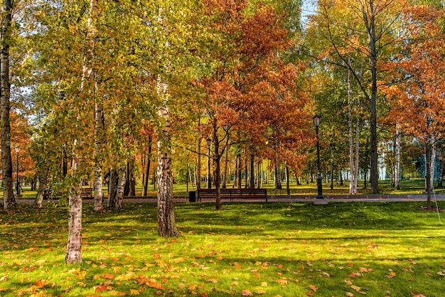 Schöne gemütliche Herbstlandschaft ein Park mit bunten Blättern an einem sonnigen Tag