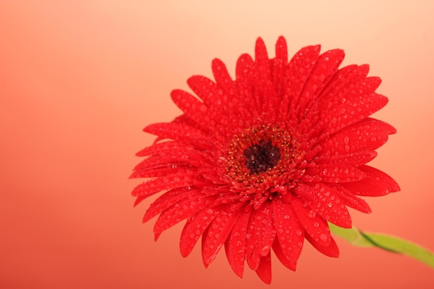 Schöne Gerbera auf roter Hintergrundnahaufnahme