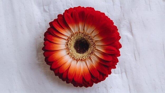 Schöne Gerbera auf Weiß