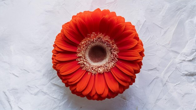 Schöne Gerbera auf Weiß