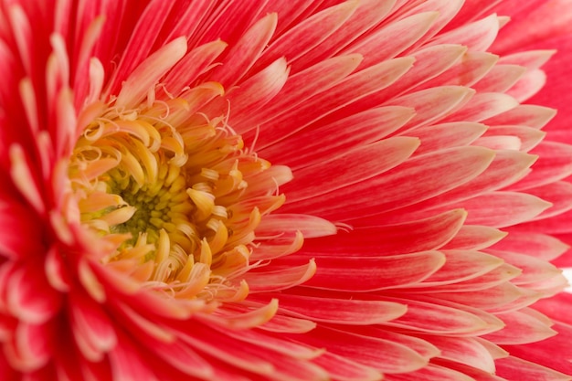 Schöne Gerbera-Blume aus nächster Nähe