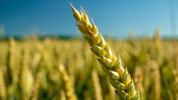 Schöne Gerstenfeld-Landwirtschaftslandschaft in der Nähe einer Landstraße in einer ländlichen Gegend