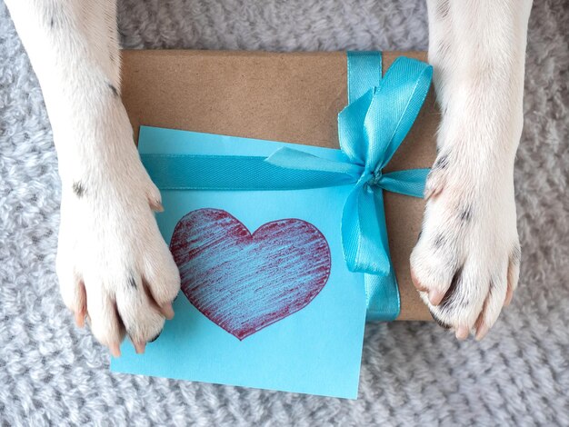 Schöne Geschenkkiste und Hundepfoten Nahaufnahme