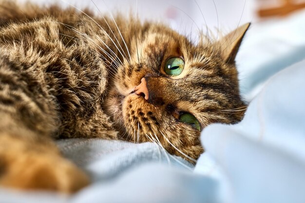 Schöne gestreifte Ingwerkatze mit grünen Augen des langen Haares und dem langen Schnurrbart, der auf der blauen Decke liegt