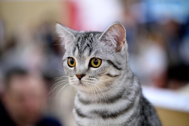 Schöne gestreifte Katze