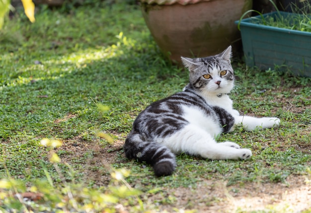 Schöne gesunde Katze