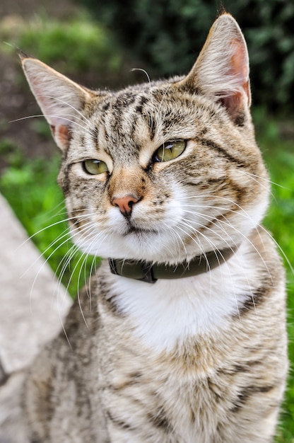 Schöne getigerte Katze im Garten