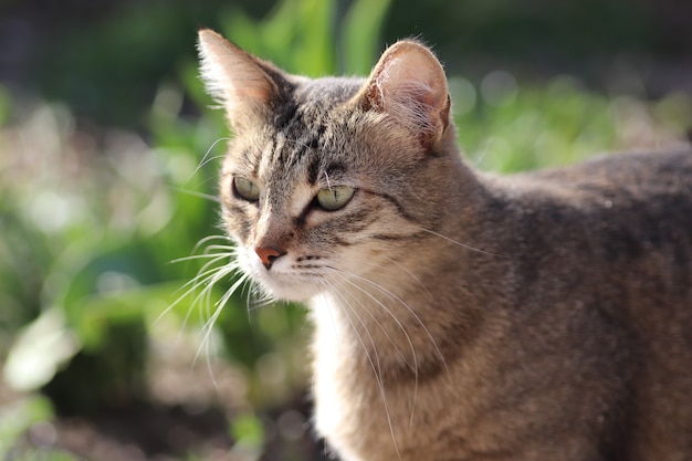 schöne getigerte Katze posiert Porträt einer getigerten Hauskatze Katze auf einer Gabel