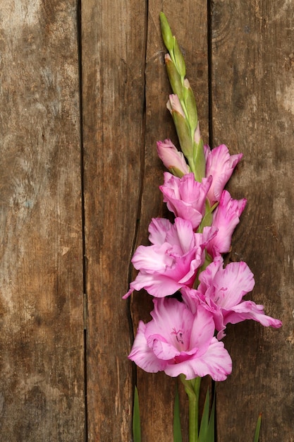 Foto schöne gladiole auf holzuntergrund