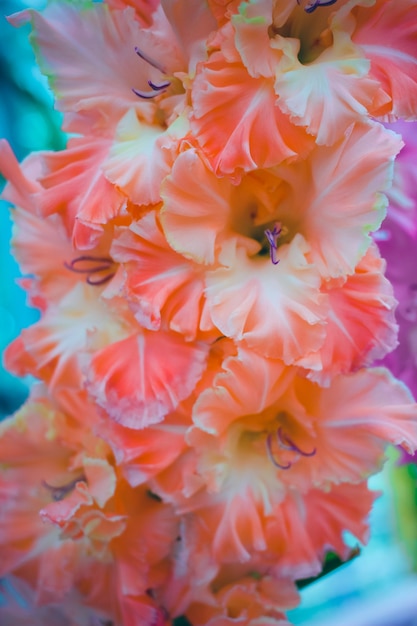 Schöne Gladiolenblume auf Blumenausstellung. Heller Blumenabschluß herauf Hintergrund.