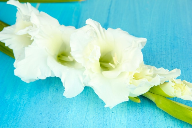 Schöne Gladiolenblume auf Holzuntergrund