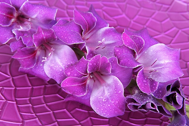 Schöne Gladiolenblume im Wasser auf lila Hintergrund