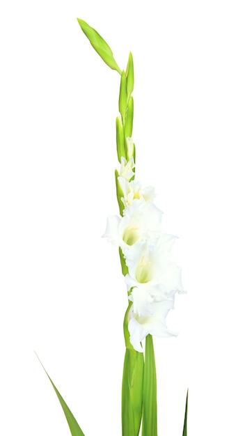 Schöne Gladiolenblume isoliert auf weiß