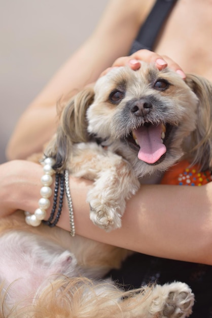 schöne glückliche junge frau im schwarzen kleid mit niedlichem kleinem hundewelpen haben spaß auf der straße