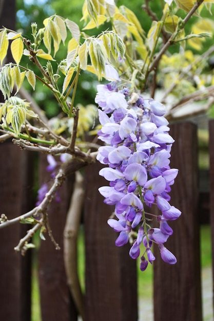 Schöne Glyzinienblüten