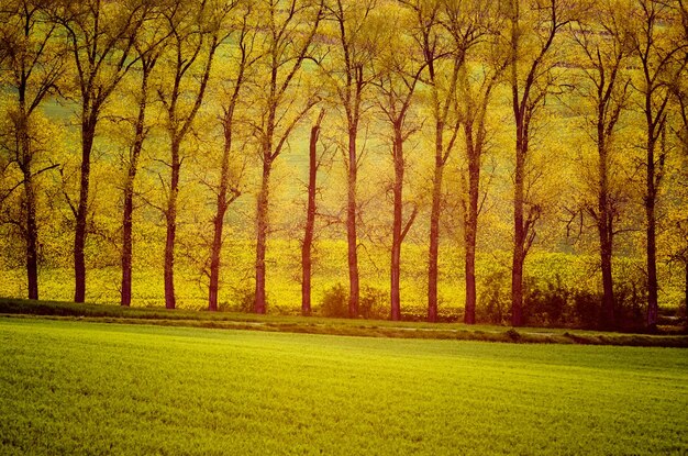 Schöne goldene Bäume in Sonnenstrahlen mit natürlichem saisonalem Hintergrund der Wiese