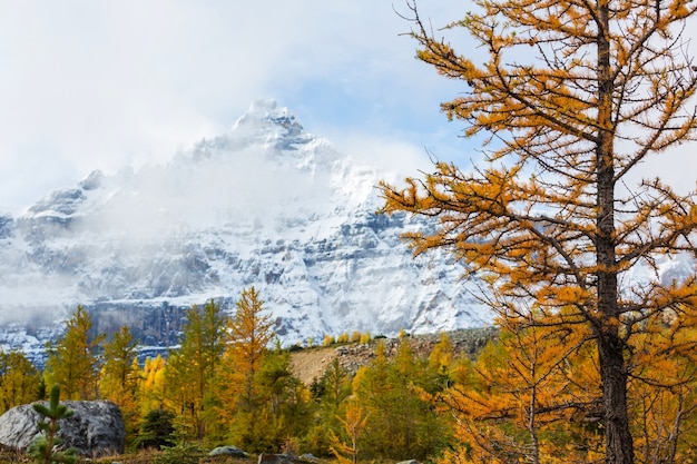 Schöne goldene Lärchen in den Bergen, Kanada. Herbstsaison.