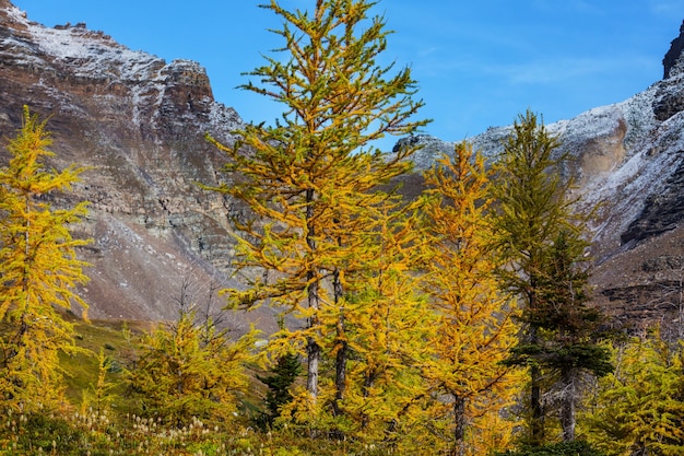 Schöne goldene Lärchen in den Bergen, Kanada. Herbstsaison.