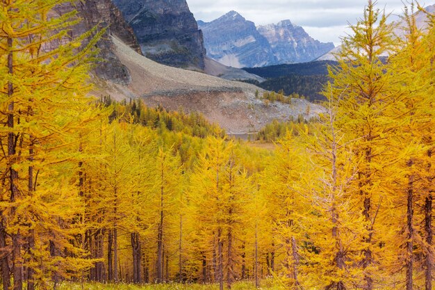 Schöne goldene Lärchen in den Bergen, Kanada. Herbstsaison.