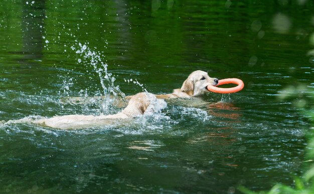 Foto schöne goldene retriever, die im funkelnden fluss schwimmen