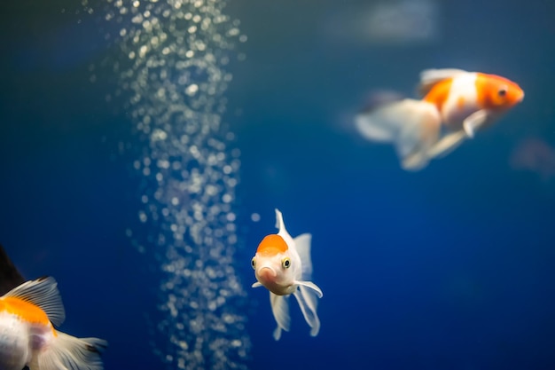 Schöne Goldfische schwimmen im Aquarium