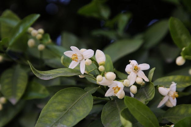 Schöne Grapefruitblumen, die draußen auf Baumzweigen blühen