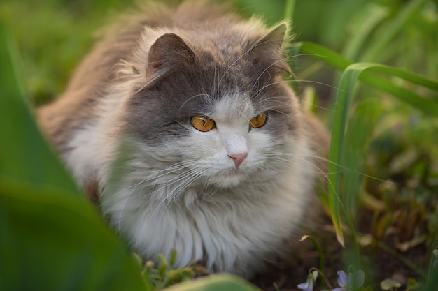 Schöne grau-weiße Katze, die stolz aussieht Cat-Modell-Porträt Porträt der glücklichen jungen Katze Closeup-Porträt der Katze Katze starrt mit neugierigen gelben und großen Augen